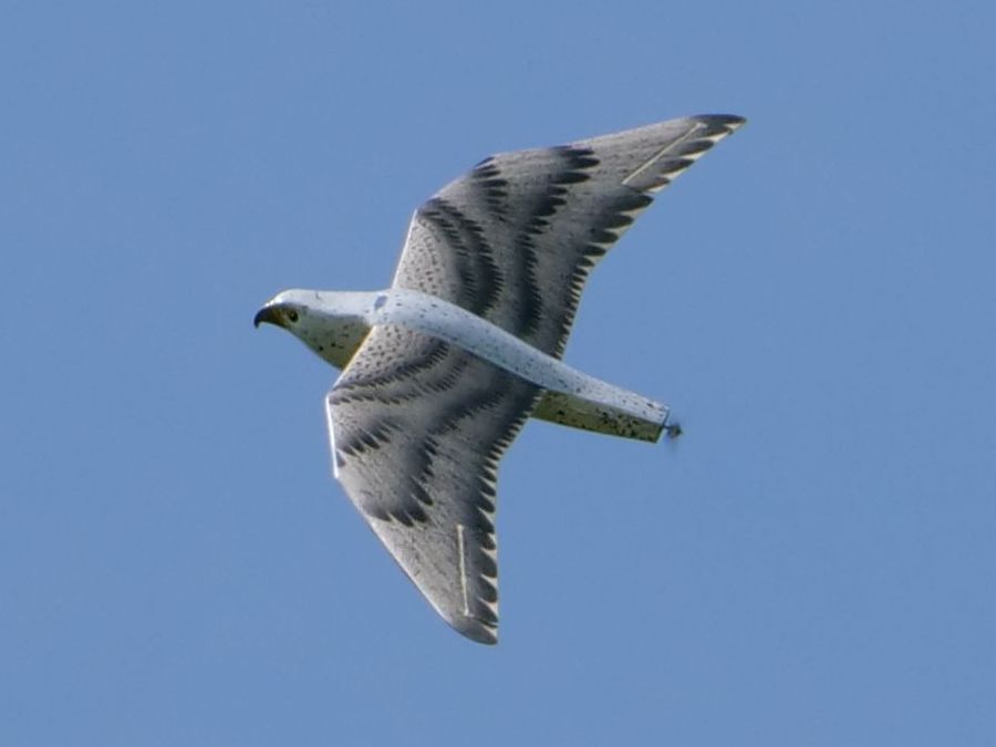 Falke mit Propeller