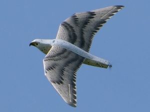 Falke mit Propeller