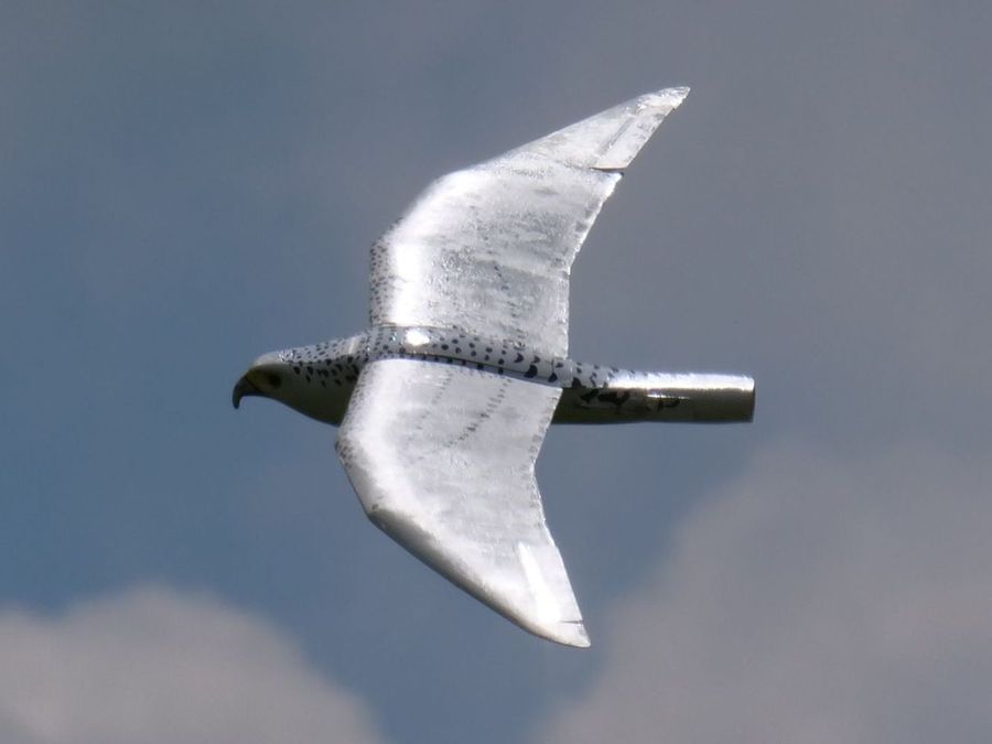 Falke mit Impeller