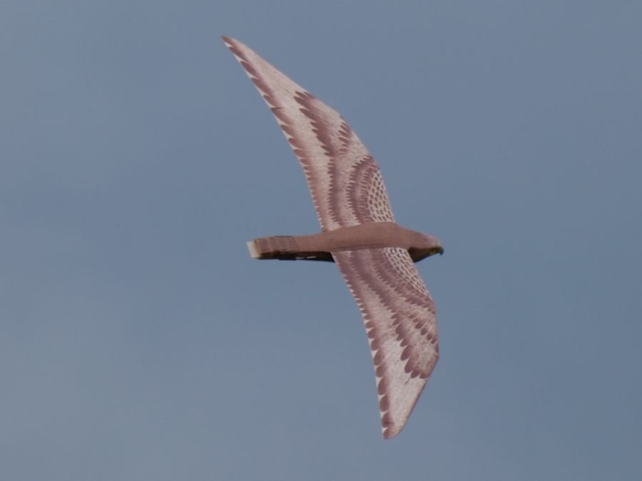 Der spezial Falke im Flug